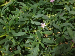 Sesuvium portulacastrum image