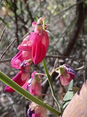 Lathyrus splendens