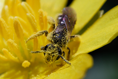 Lasioglossum
