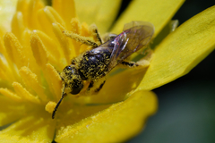 Lasioglossum