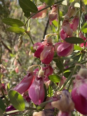 Lathyrus splendens