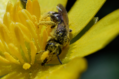 Lasioglossum