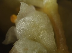 Cuscuta glabrior glabrior