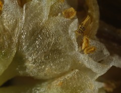 Cuscuta glabrior glabrior