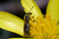 Lasioglossum