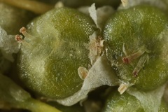 Cuscuta glabrior glabrior