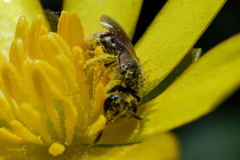 Lasioglossum