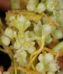 Cuscuta glabrior glabrior
