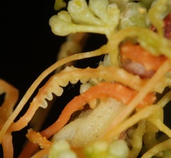 Cuscuta glabrior glabrior