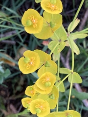Euphorbia segetalis