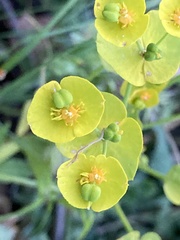 Euphorbia segetalis