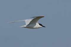 Gelochelidon nilotica