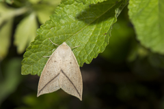 Descoreba simplex