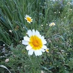 Glebionis coronaria discolor