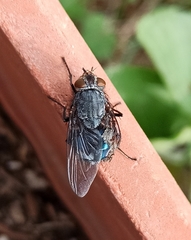Calliphora