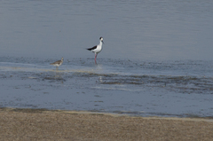 Himantopus himantopus