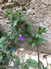 Campanula erinus