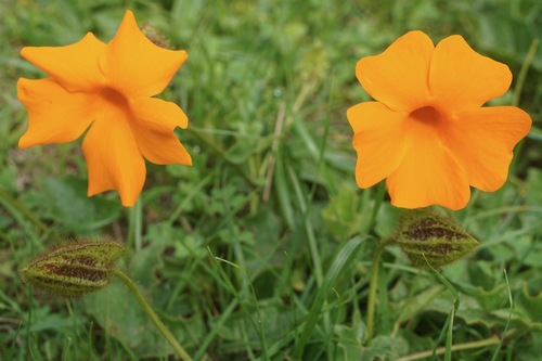 Thunbergia gregorii image