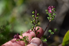 Fumaria officinalis officinalis