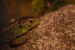 Lacerta agilis