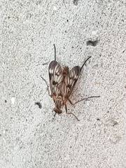 Rhagio atlanticus