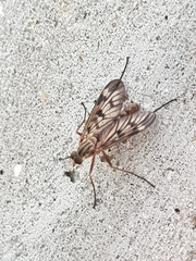 Rhagio atlanticus