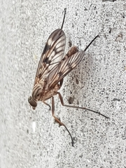 Rhagio atlanticus