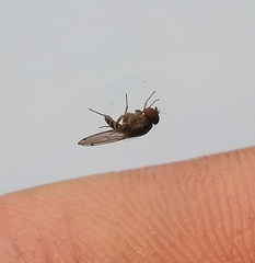 Gitona distigma