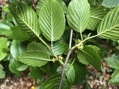 Rhamnus alpina