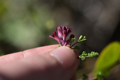 Fumaria officinalis officinalis
