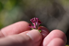 Fumaria officinalis officinalis
