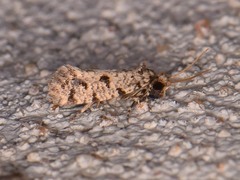 Amydria margoriella