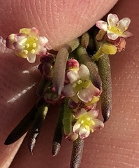 Centella pottebergensis