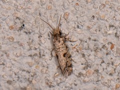 Amydria margoriella