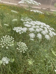Ammi