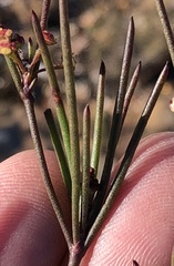 Centella pottebergensis