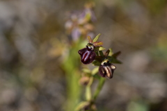 Ophrys sphegodes atrata