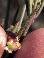 Centella pottebergensis
