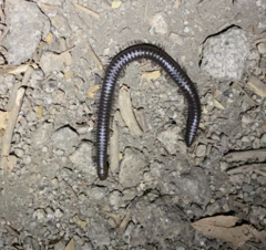Paeromopodidae