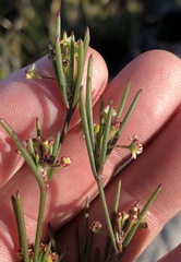 Centella pottebergensis