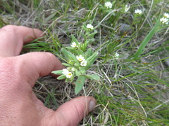 Buglossoides czernjajevii