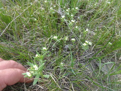 Buglossoides czernjajevii