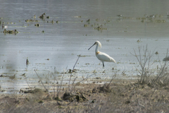 Platalea leucorodia