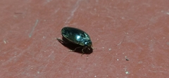 Thermonectus