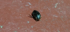 Thermonectus