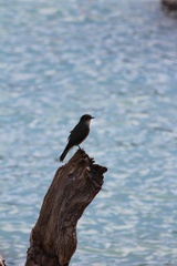 Pyrope pyrope pyrope