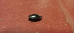 Thermonectus