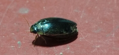 Thermonectus