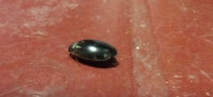 Thermonectus