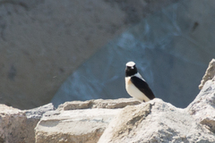 Oenanthe melanoleuca